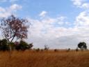 Zambian Field
